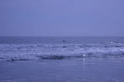 DSC_2215 (Large).JPG